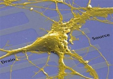 Chip que combina neuronas y electrónica