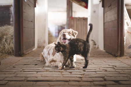 Ley Proteccion Animal Venta Animales Tiendas Perros Gatos