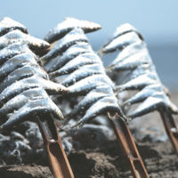 Cocina de la Costa del Sol: los espetos de sardinas
