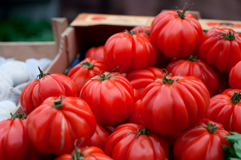 Por qué los exquisitos tomates de mi pueblo no llegan al súper de mi ciudad