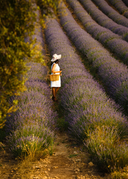 Brihuega lavanda