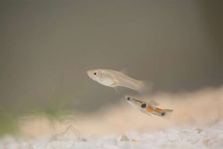 Un ingrediente de Ritalin y Concerta, que se usan para tratar el TDAH, pueden transmitirse a varias generaciones de peces