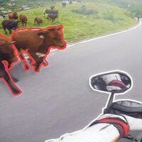 Un accidente de moto con una vaca le arruinó la vida a este hombre: una ley medieval le ha dejado sin indemnización