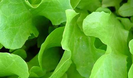 Manten los alimentos frescos durante más tiempo