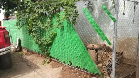 Me pareció ver un lindo gatito: sí, alguien salió a pasear con un jaguar en Culiacán, México