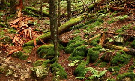 Apple ha comprado dos bosques para hacer sus cajas más ecológicas