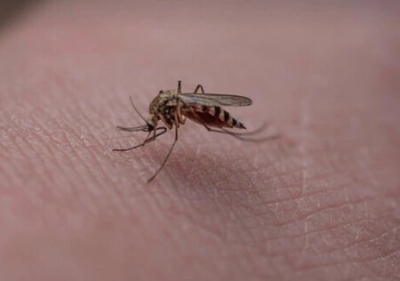 Mosquito