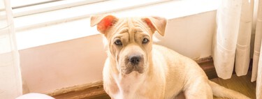 Hugo Fernández, educador canino: "Un perro puede tener una vida plena en un piso, pero hay que dedicarle tiempo"