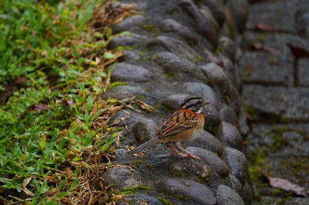 Costa Rica Anabel Palomares 25