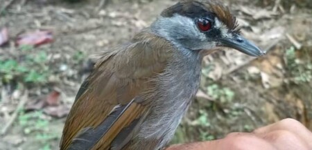 Aparece en Borneo una ave que se creía extinguida desde hacía casi 200 años