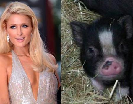 La cerda de Paris Hilton duerme con ella