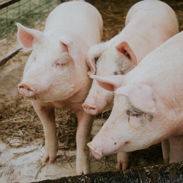 China castiga a Europa con aranceles del 19,8% al cerdo en plena crisis de la peste porcina. España respira aliviada: podría haber sido mucho peor 