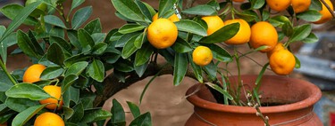 Ni huerto ni jardín: estos son los árboles frutales que puedes cultivar en maceta en tu terraza o balcón 