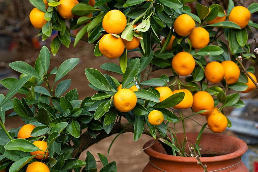 Frutal