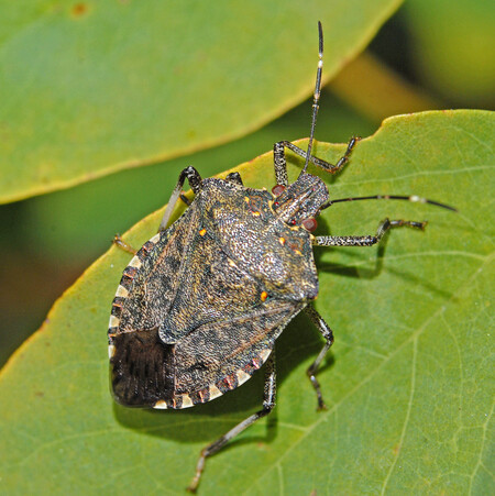 Pentatomidae Halyomorpha Halys 001