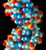 Un paso más en la lucha contra la nephronophtisis infantil