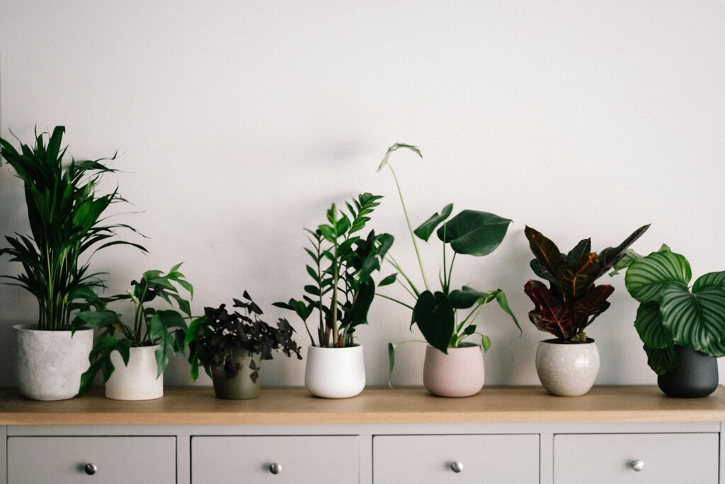Los expertos coinciden: tener estas plantas en casa mejora el aire que respiramos, eliminan contaminantes y limpian el ambiente 