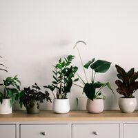 Tener estas plantas en casa es casi como tener un purificador de aire: eliminan contaminantes y limpian el ambiente