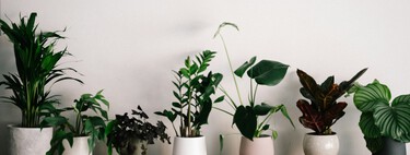 Tener estas plantas en casa es casi como tener un purificador de aire: eliminan contaminantes y limpian el ambiente