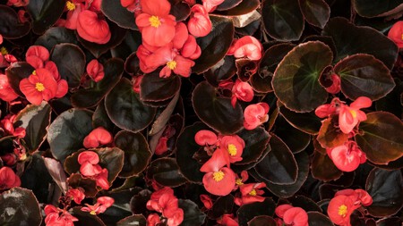 Begonias 