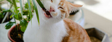 Cinco plantas que no deberían faltar en una casa con gatos 