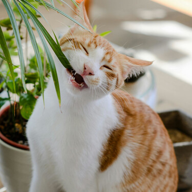 Cinco plantas que no deberían faltar en una casa con gatos 