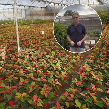 José González, experto en plantas: "Si vas a comprar una planta, desconfía de las plantas que son muy grandes y tienen una maceta pequeña"