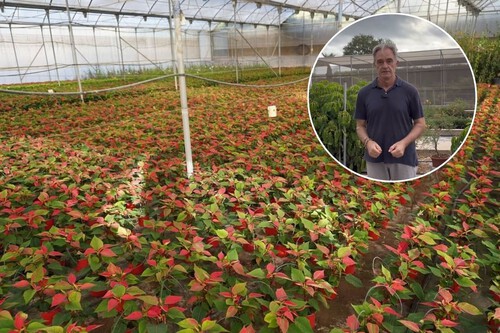 elegir bien las plantas de un vivero