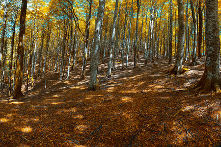 Cómo atrapar los colores del otoño con cuatro técnicas de Adobe