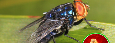 El gusano barrenador es un problema para México y solo existe una solución "definitiva" para acabar con la plaga: bombardearlo con moscas 