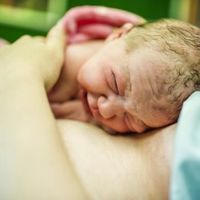 Células madre de la sangre del cordón umbilical: todo lo que tienes que saber si te planteas donarlas o conservarlas