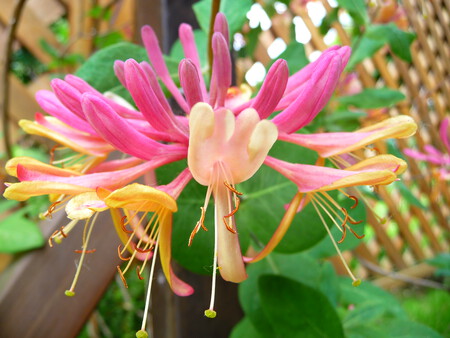 Blute Des Gartengeissblatt