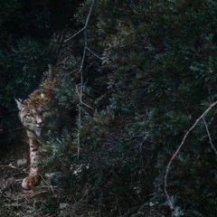 Foto 8 de 9 de la galería categoria-mamiferos en Xataka Foto