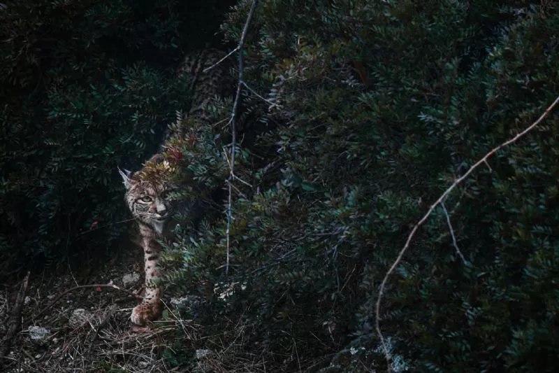 Foto de Categoría: Mamíferos (8/9)