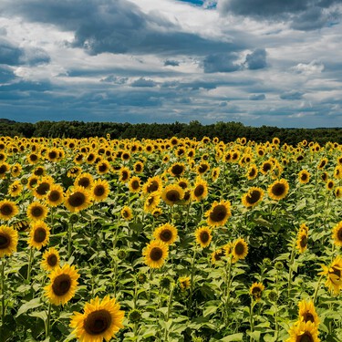 Un hermoso campo de girasoles te espera en este festival en Tlaxcala: cómo llegar y qué actividades habrá