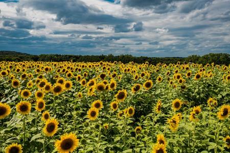Un hermoso campo de girasoles te espera en este festival en Tlaxcala: cómo llegar y qué actividades habrá
