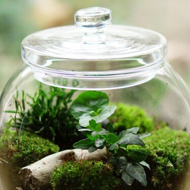 Cómo usar un bote de cristal como mini invernadero: el método casero que acelera el crecimiento 