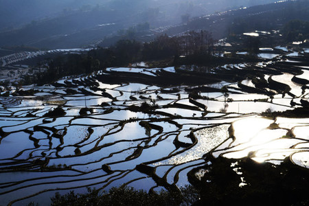 terrazas de arroz
