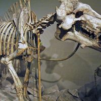 Nem leões, nem hienas: no topo da cadeia alimentar, há 30 milhões de anos, existia um "porco" com mais de mil quilos 