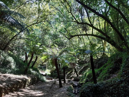 Floresta