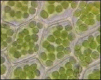 Proteínas vegetales para elaborar vacunas orales