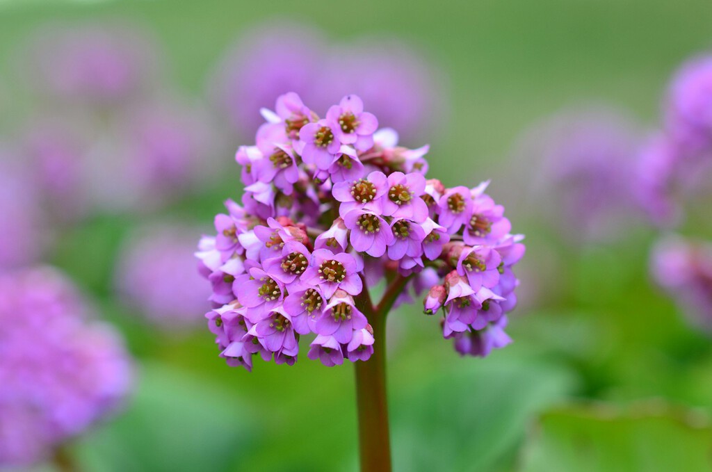 Aprovecha cada centímetro del jardín: estas plantas perennes compactas son ideales para que los espacios pequeños parezcan más grandes 