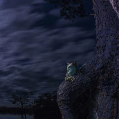 Foto 3 de 10 de la galería otros-animales en Xataka Foto