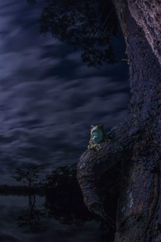 Foto de Otros animales (3/10)