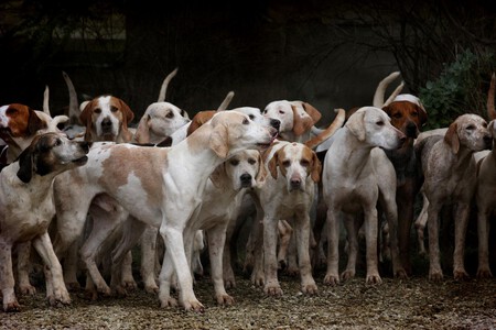 esterilizacion-perros