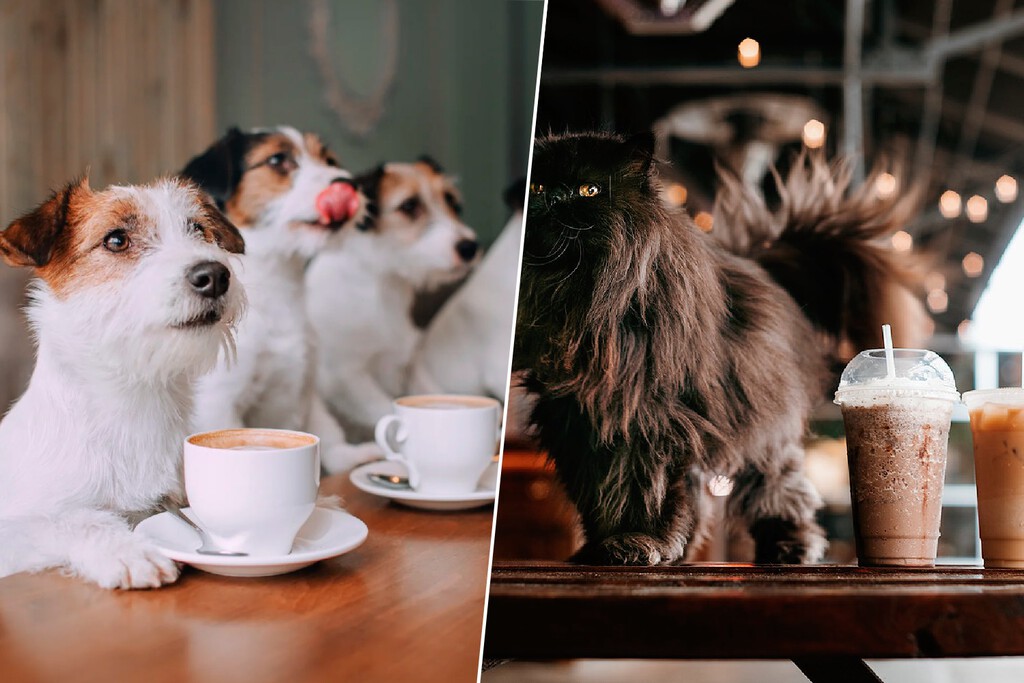 En un país donde hay más mascotas que hijos, era un paso más o menos lógico: China está enviando a los animales al “colegio” 