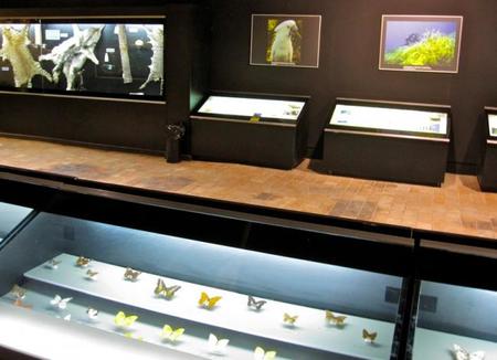 Museo biodiversidad Ibi - Alicante