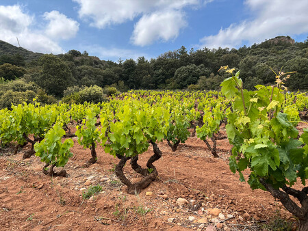 Los Vinedos Casi Todos Herencia Familiar Se Encuentran En Las Zonas Mas Altas De La Localidad De Quel En Rioja Baja