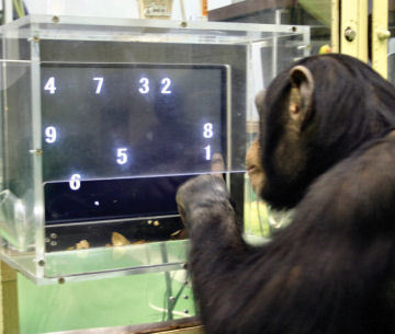 Chimpancés vencen a humanos en pruebas de memoria