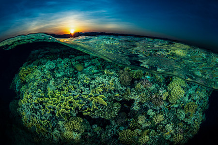 Reefscapes Tobias Friedrich